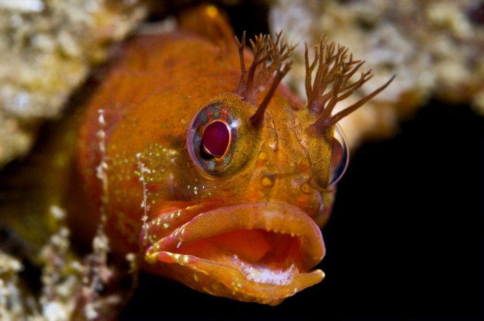 Photograph of ugly fringehead Fish (Santa Cruz Island, CA).