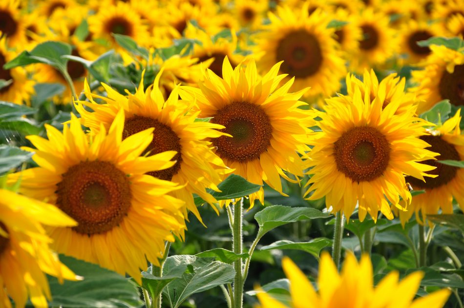 These artificial sunflowers mo
