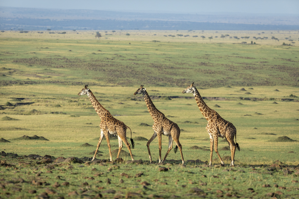 Three giraffes stroll across a wide grassy savannah with a distant horizon and few trees on the horizon.
