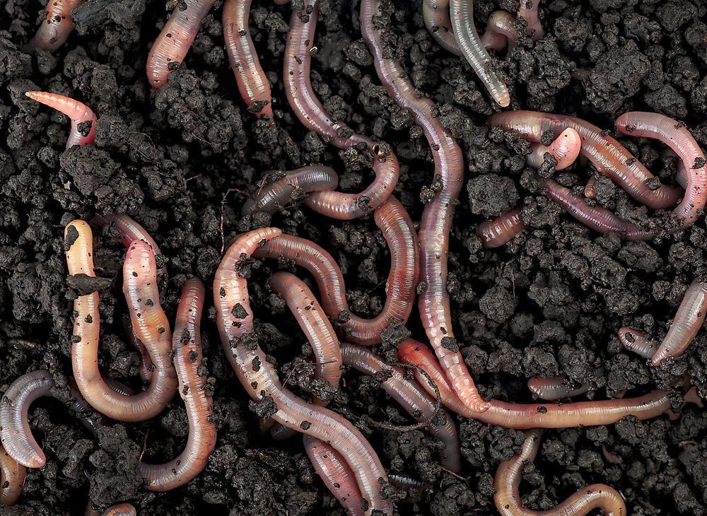 Numerous earthworms wriggling through dark, crumbly soil.