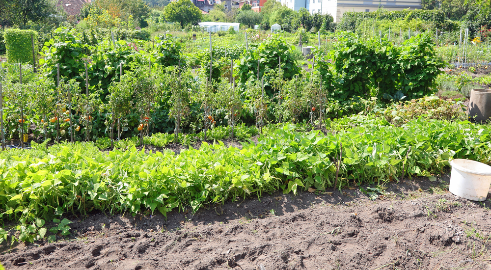 Allotment garden with tomato plants on stakes in back, dense leafy vegetables in front, and a white bucket on the soil to the right.