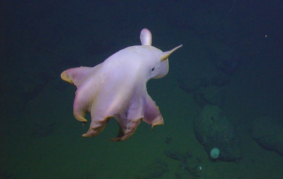 Scientists may have found a new species of octopus 4 miles below the surface | The Optimist Daily