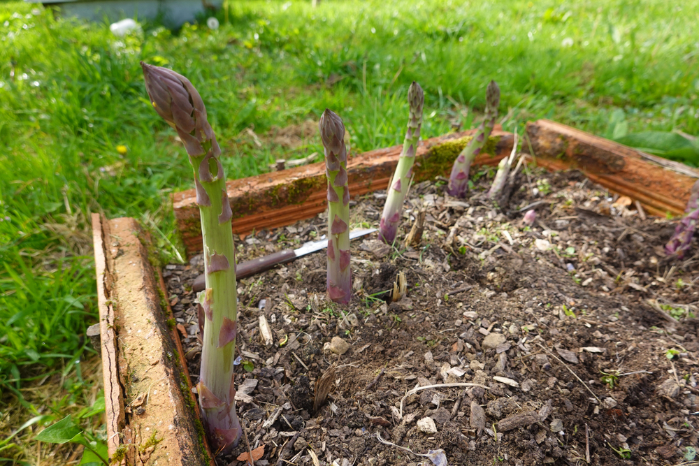 A home vegetable garden with asparagus growing in raised beds